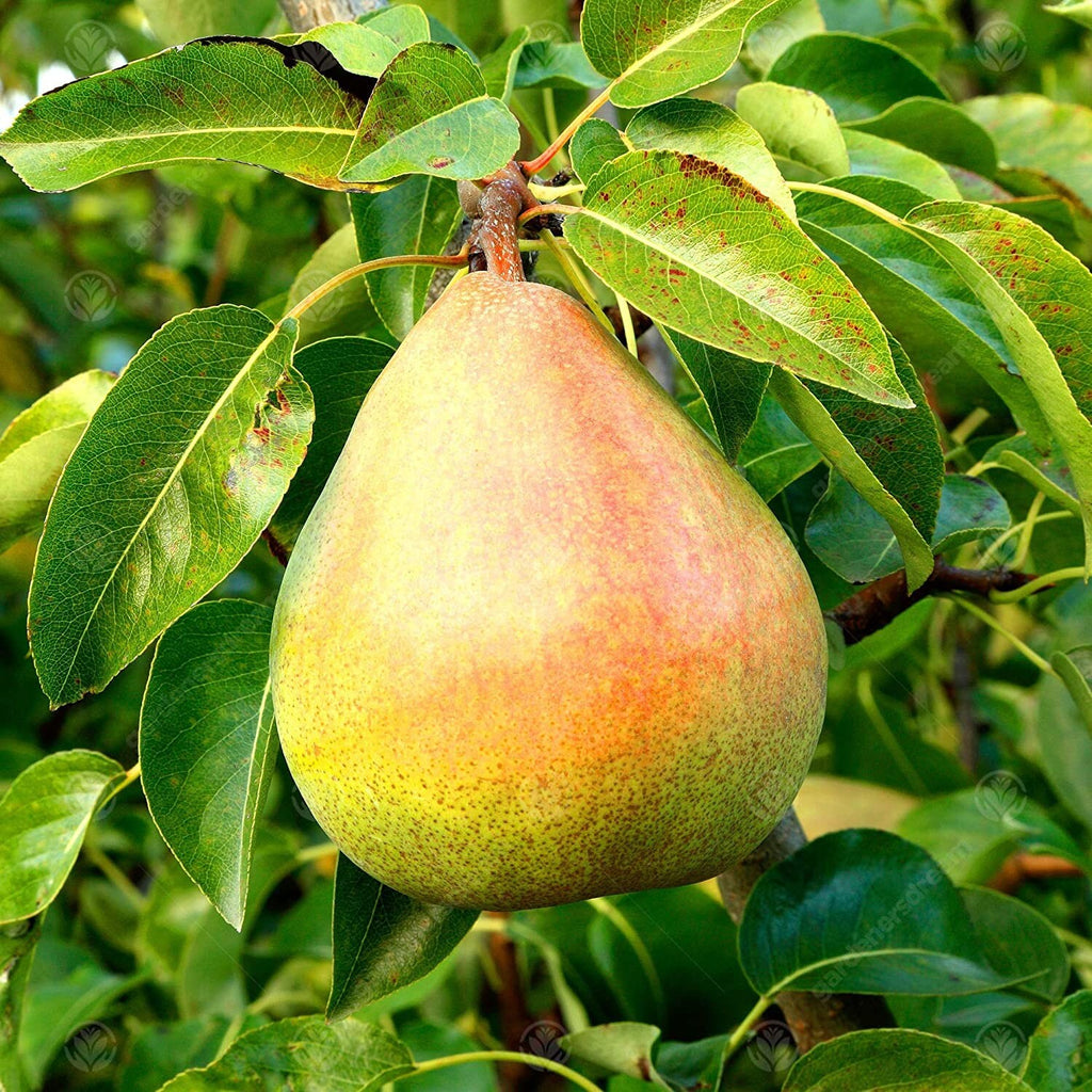 Heirloom Organic Bartlett Pear Tree Seeds    Aka Pyrus communis