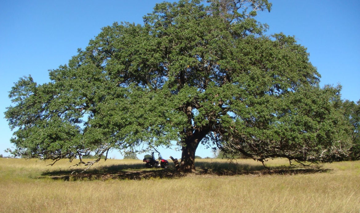 Heirloom Organic Pecan Tree Seeds (The perfect Memorial Trees or Landscaping Nut Trees to increase property value Carya illinoensis Seeds)