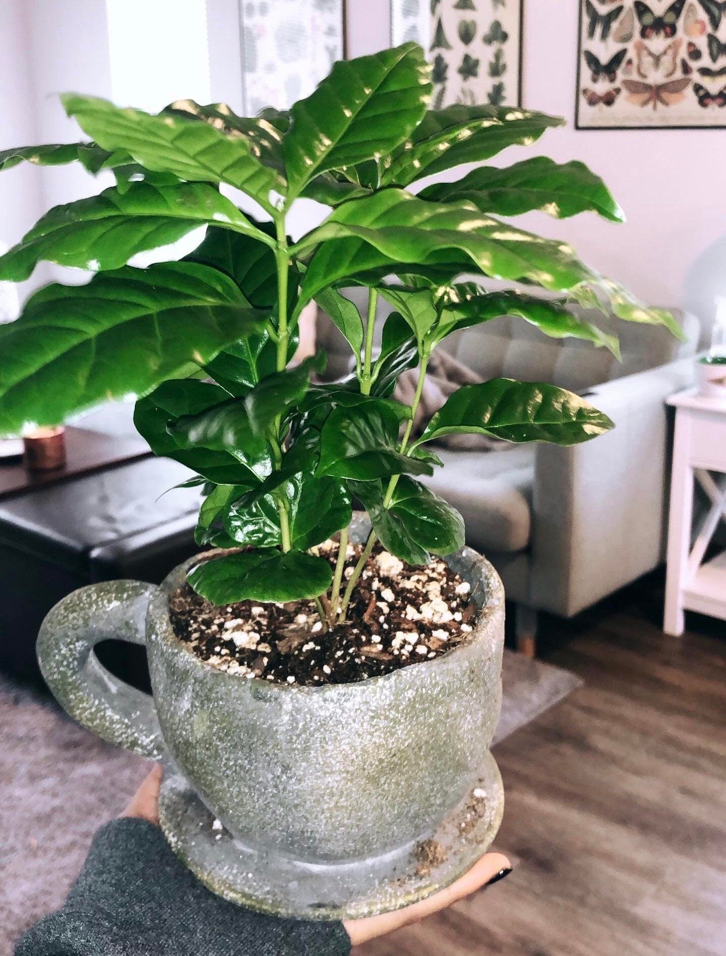 coffee plant house Organic Coffee Bean Tree Seeds Arabica perfect office or house plants! seedlings available check website for details