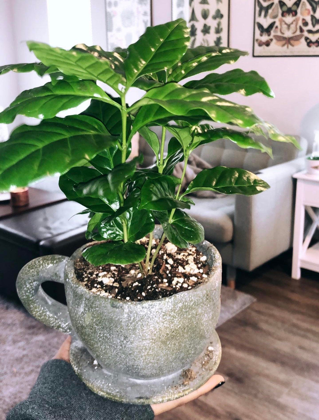 Organic Coffee Bean Tree Seeds  Arabica perfect office or house plants! seedlings available check website for details