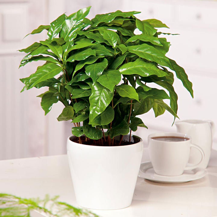 Organic Coffee Bean Tree Seeds  Arabica perfect office or house plants! seedlings available check website for details
