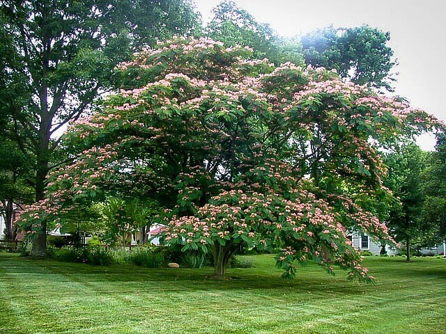 Organic Mimosa Tree Seeds aka Silk tree, Albizia julibrissin, Silky acacia, Persian silk tree, Pink Silk dwarf bonzai or giant ornamental!