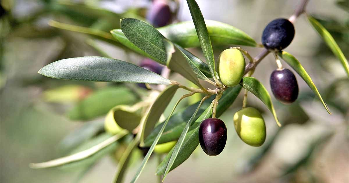 buy olive seeds for planting Heirloom Organic Olive Tree Seeds Great as indoor office plant or beautifying your yard or grow your own olives or make your own olive oil!