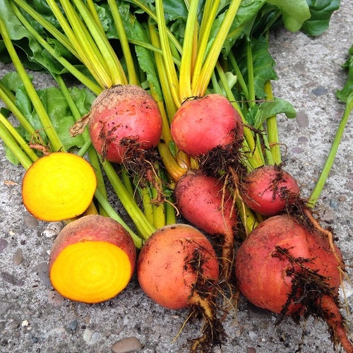 Heirloom Organic Detroit Gold Beet Seeds