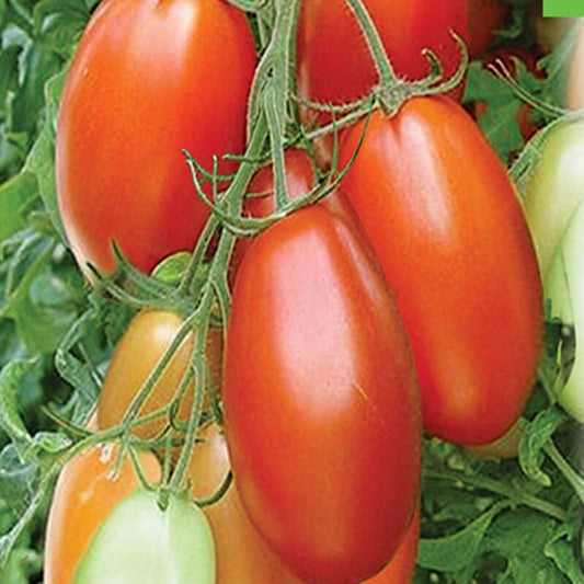 Heirloom Japanese Finger Tomato Seeds