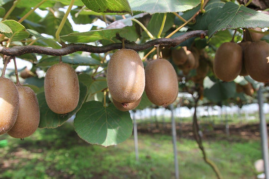 Organic Kiwi Seeds