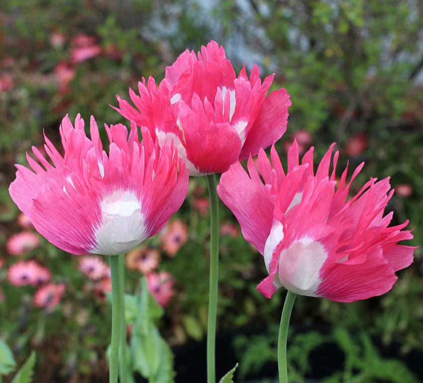 Rare Afghan Pink Mix Poppy Seeds Papaver Somniferum