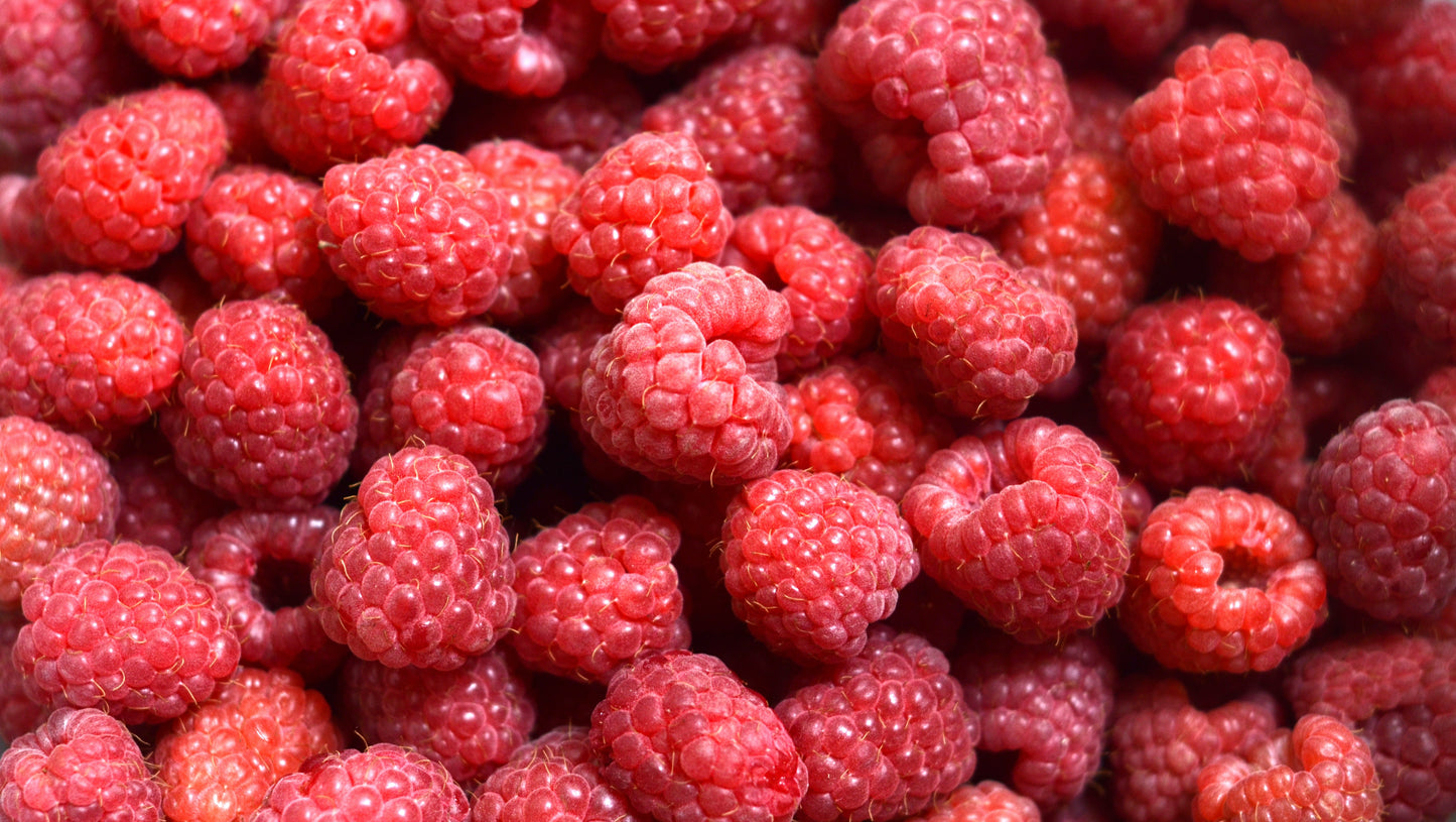 Heirloom Organic Raspberry Seeds