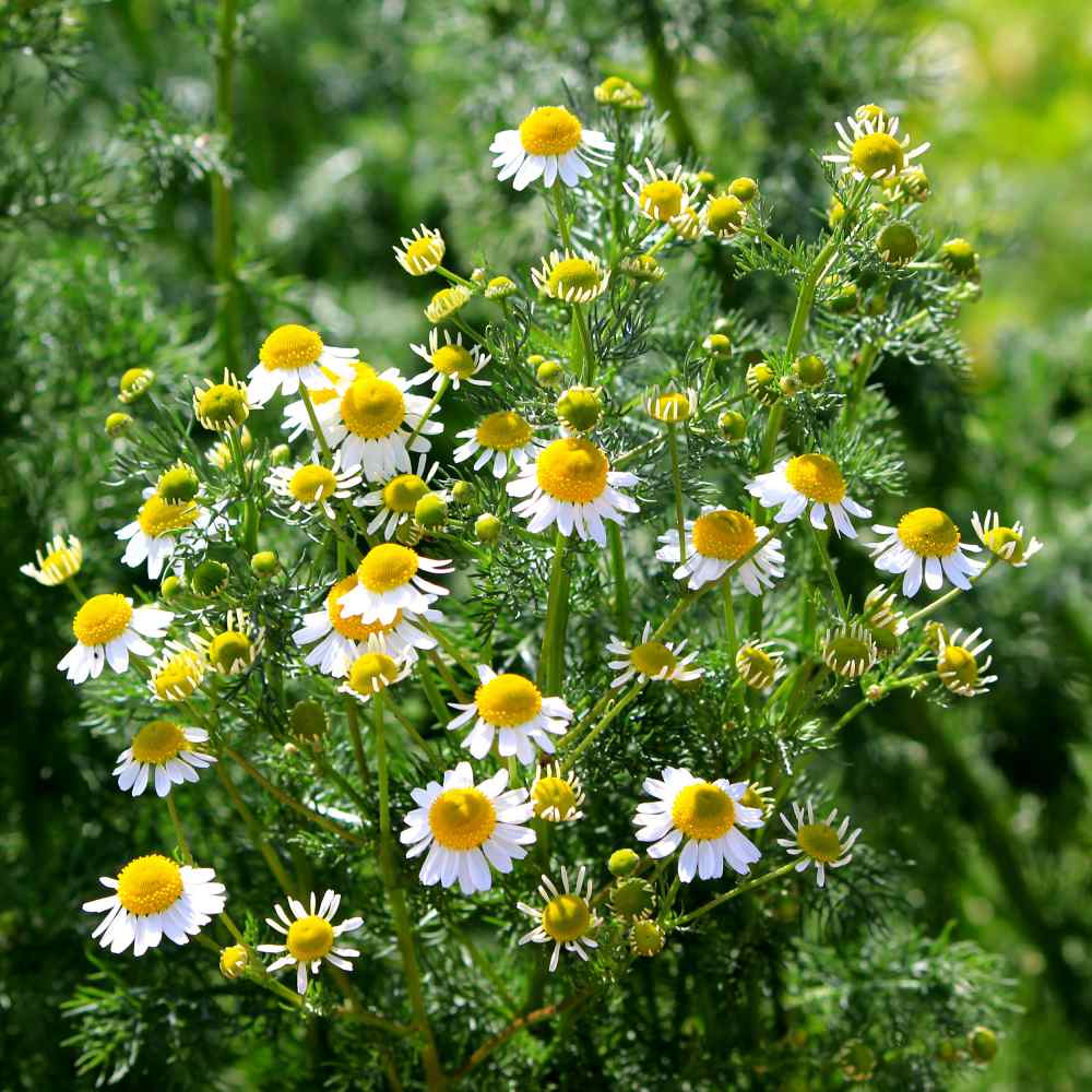 Heirlook Organic Roman Chamomile Seeds