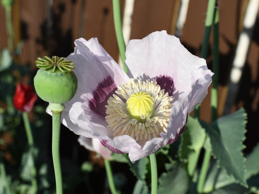 Rare Izmir Burma Golden Triangle Poppy Seeds Papaver Somniferum