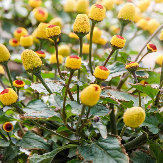 Organic Spilanthes Toothache Herb